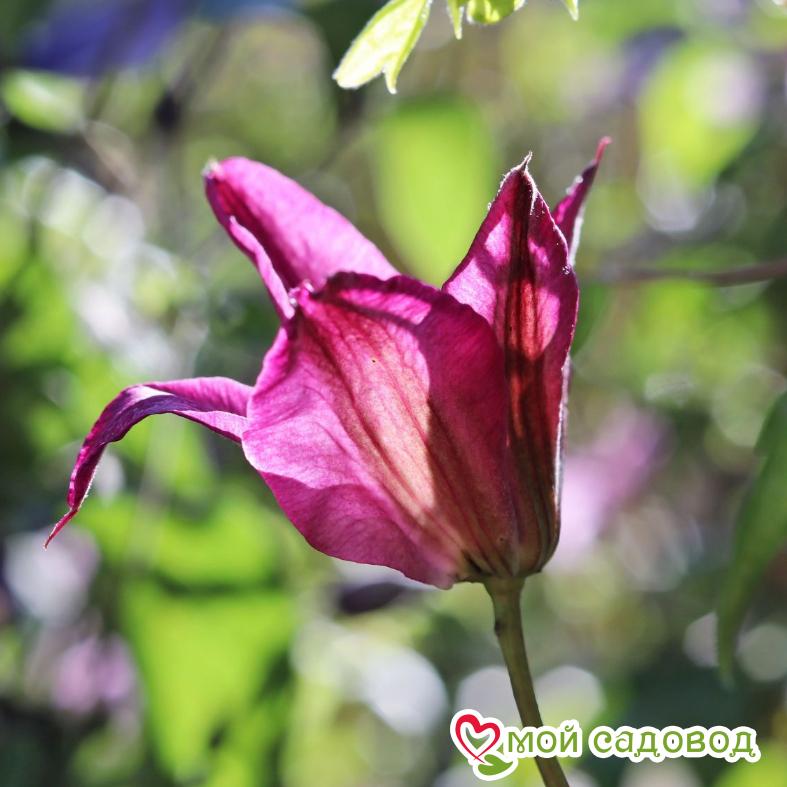 Клематис Аленушка ЗКС