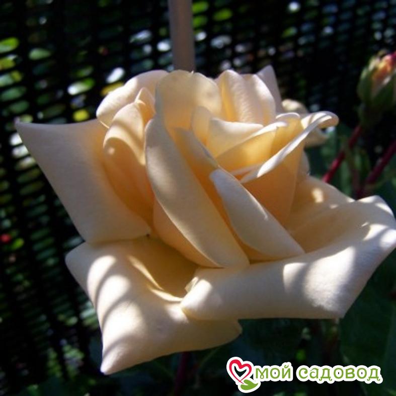 Роза Эмили Грей