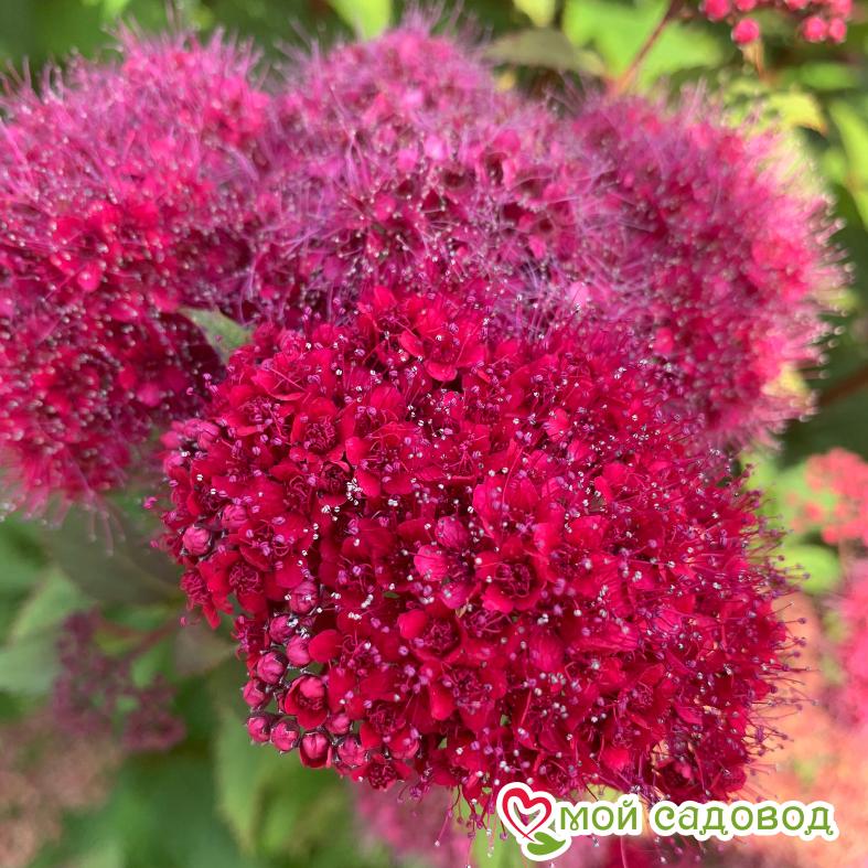 Спирея японская "Фробели" (до 100 см)