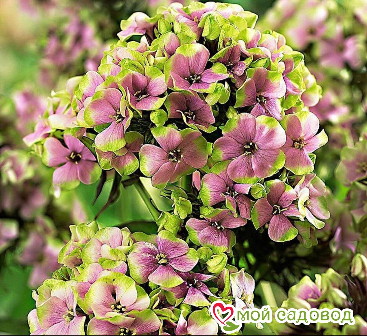 ФЛОКС МЕТЕЛЬЧАТЫЙ СТАРБЕРСТ