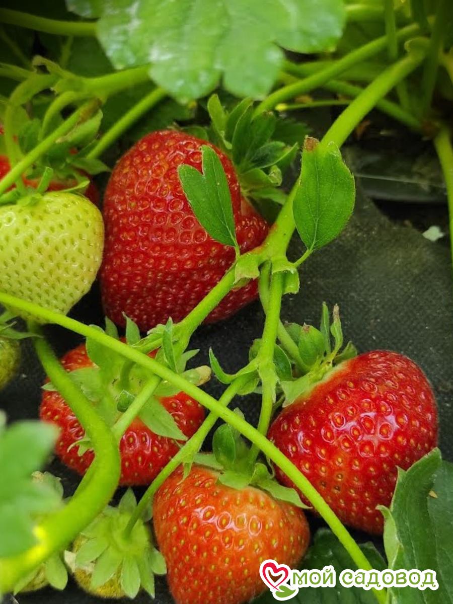 Клубника Лималексия