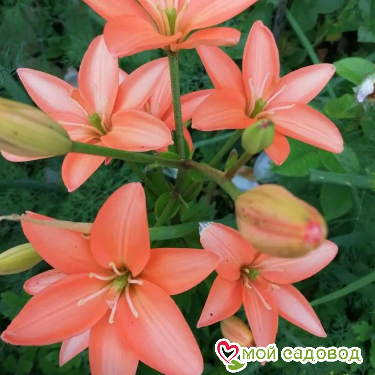 Лилия ЛА-гибрид Литтл Кисс